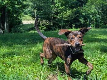 Rescue Mixed Breed Dogs for Adoption in Memphis, Tennessee - Willie | PetCurious