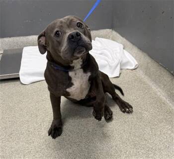 GUPPY -  American Bulldog Dog for Adoption in Tallahassee, Florida - GUPPY | PetCurious
