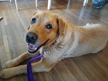 Golden Retriever Dogs Available for Adoption in Waterville, Ohio - Trixie | PetCurious