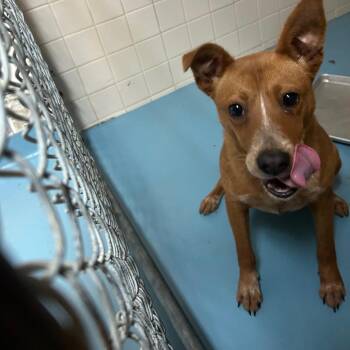 Mixed Breed Dogs Available for Adoption in Lufkin, Texas - Trinity | PetCurious