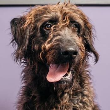 Rescue Standard Poodle and Chocolate Labrador Retriever Dogs for Adoption in Freeport, Florida - Bodhi | PetCurious