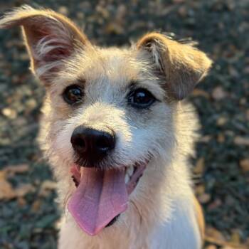 Jack Russell Terrier and Chihuahua Dogs Available for Adoption - Princess Bubblegum | PetCurious