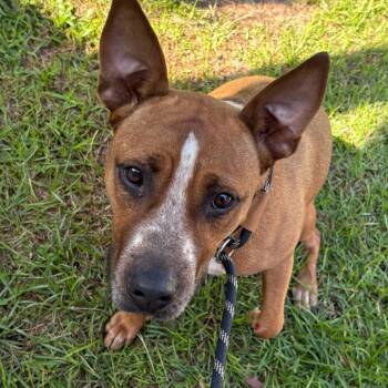 Mariah -  Mixed Breed Dog for Adoption in Milton, Florida - Mariah | PetCurious