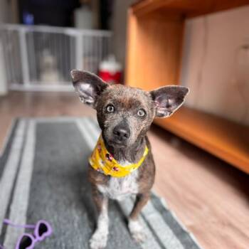 Midge -  Chihuahua Dog for Adoption in Martinez, California - Midge | PetCurious