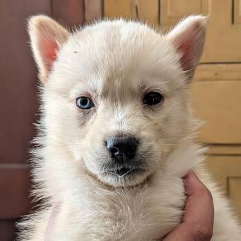 Husky and German Shepherd Dog Dogs Available for Adoption in Uniontown, Pennsylvania - Delta | PetCurious