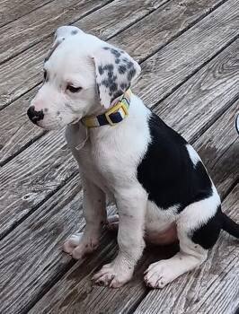 Tank -  Terrier Dog for Adoption in Waverly, Tennessee - Tank | PetCurious