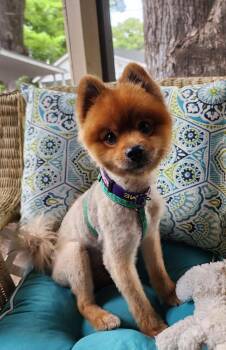 OSO -  Pomeranian Dog for Adoption in Southaven, Mississippi - OSO | PetCurious