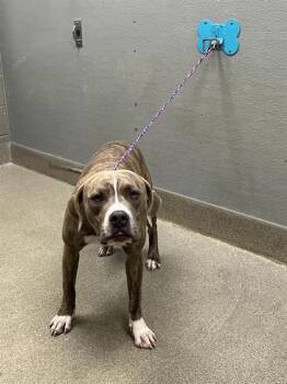 ZEUS -  Pit Bull Terrier Dog for Adoption in Las Vegas, Nevada - ZEUS | PetCurious
