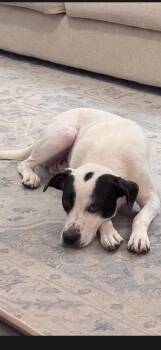 Poppy * -  Pointer and Labrador Retriever Dog for Adoption in West Palm Beach, Florida - Poppy * | PetCurious