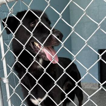 Bandit -  Shepherd and Mixed Breed Dog for Adoption in Hattiesburg, Mississippi - Bandit | PetCurious