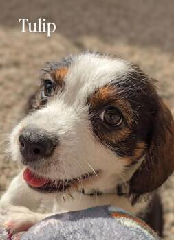 Terrier Dogs Available for Adoption - Tulip | PetCurious