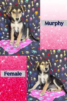Murphy -  Mountain Cur Dog for Adoption in Manchester, Connecticut - Murphy | PetCurious