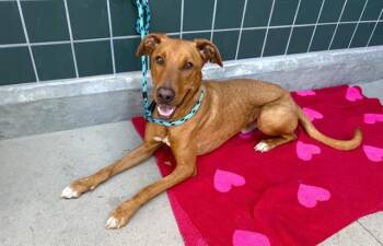Labrador Retriever and Mixed Breed Dogs Available for Adoption in Rancho Cucamonga, California - ELLIOTT | PetCurious