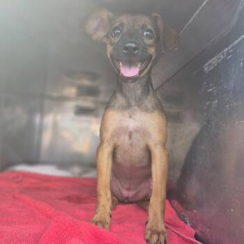 Ada -  Shepherd Dog for Adoption in Wahiawa, Hawaii - Ada | PetCurious
