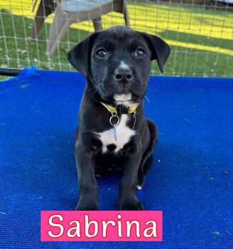 Sabrina -  Labrador Retriever and Hound Dog for Adoption in Fort Worth, Texas - Sabrina | PetCurious