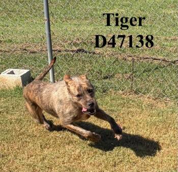 Tiger -  Boxer and Irish Wolfhound Dog for Adoption in Clarksville, Tennessee - Tiger | PetCurious
