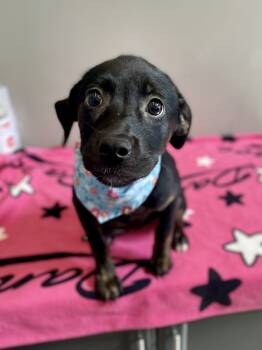Rescue Mixed Breed Dogs for Adoption in Dickson, Tennessee - Nikki | PetCurious