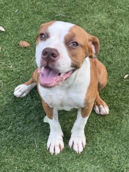 Piper -  Bulldog Dog for Adoption in Vaughan, Ontario - Piper | PetCurious