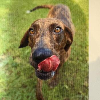 Saint Bean 2718 -  Mixed Breed Dog for Adoption in Loxahatchee Groves, Florida - Saint Bean 2718 | PetCurious