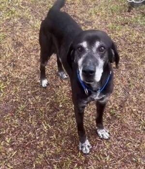 Labrador Retriever and Mixed Breed Dogs Available for Adoption in North Charleston, South Carolina - 06461B Dapper Dan | PetCurious