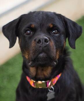 Punky -  Rottweiler Dog for Adoption in Encinitas, California - Punky | PetCurious