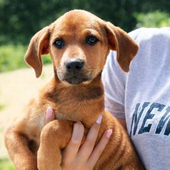 CT Princess Leia -  Shepherd and Mixed Breed Dog for Adoption in Stormville, New York - CT Princess Leia | PetCurious