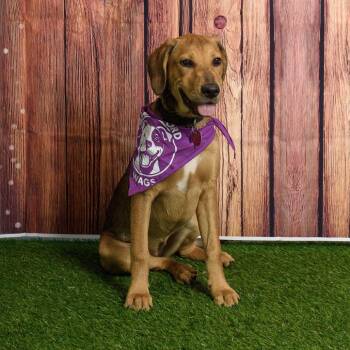 Belle Star -  Hound and Labrador Retriever Dog for Adoption in Brock, Texas - Belle Star | PetCurious