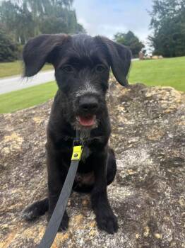 Clark -  Golden Retriever and Cattle Dog Dog for Adoption in Greenville, South Carolina - Clark | PetCurious