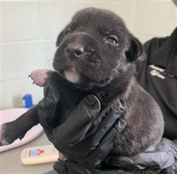 HIBISCUS -  Pit Bull Terrier and Mixed Breed Dog for Adoption in Corpus Christi, Texas - HIBISCUS | PetCurious