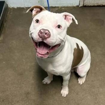 Sully #A-142905 -  Pit Bull Terrier Dog for Adoption in Silsbee, Texas - Sully #A-142905 | PetCurious