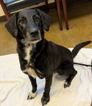 Rescue Labrador Retriever Dogs for Adoption in Elizabethtown, Kentucky - Henry | PetCurious