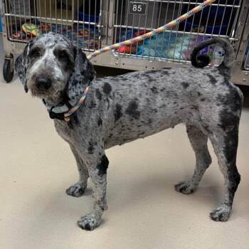 Mixed Breed Dogs Available for Adoption - Mindy | PetCurious