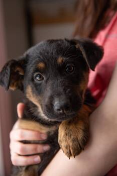 Mixed Breed Dogs Available for Adoption - Gemma | PetCurious