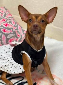 SALLY FERN -  Chihuahua Dog for Adoption in Cullman, Alabama - SALLY FERN | PetCurious