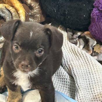 DINO -  Chihuahua Dog for Adoption in Rossford, Ohio - DINO | PetCurious