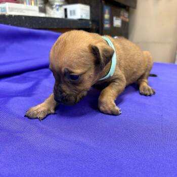 Mixed Breed Dogs Available for Adoption - Travolta | PetCurious