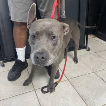 Weston -  Mixed Breed Dog for Adoption in Savannah, Georgia - Weston | PetCurious