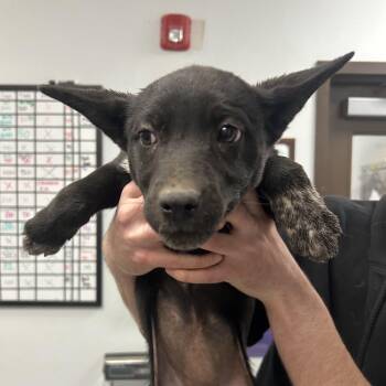 Rescue Australian Kelpie Dogs for Adoption in Durango, Colorado - Laffy Taffy | PetCurious