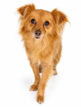T-Rex -  Pomeranian and Chihuahua Dog for Adoption in Bowling Green, Kentucky - T-Rex | PetCurious
