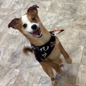 Australian Shepherd Dogs Available for Adoption in Pilot Point, Texas - Gingy | PetCurious
