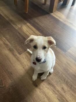 German Shepherd Dog Dogs Available for Adoption in Suamico, Wisconsin - Piper (White/tan Puppy) | PetCurious
