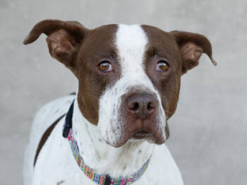 Rescue Mixed Breed Dogs for Adoption in Longmont, Colorado - Samara | PetCurious