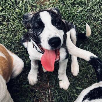 Cress -  Pit Bull Terrier Dog for Adoption in Wake Forest, North Carolina - Cress | PetCurious
