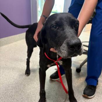 Charleston -  Mixed Breed Dog for Adoption in Englewood, Florida - Charleston | PetCurious