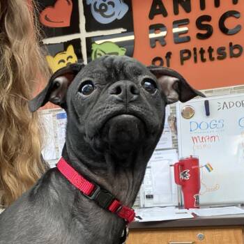 Mail Man -  Mixed Breed Dog for Adoption in Pittsburgh, Pennsylvania - Mail Man | PetCurious