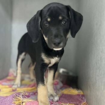 CeCe -  Standard Schnauzer and Terrier Dog for Adoption in Tyler, Texas - CeCe | PetCurious