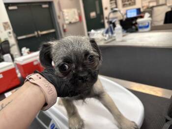 PUGZILLA -  Pug and Mixed Breed Dog for Adoption in Thousand Palms, California - PUGZILLA | PetCurious