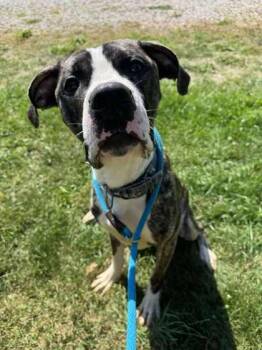 Rescue Mixed Breed Dogs for Adoption in Erie, Pennsylvania - Bambino | PetCurious