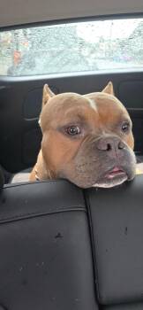 Rescue Pit Bull Terrier Dogs for Adoption in Cool, California - Apollo | PetCurious