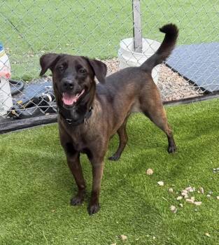 Zuzu -  Labrador Retriever Dog for Adoption in Kutztown, Pennsylvania - Zuzu | PetCurious